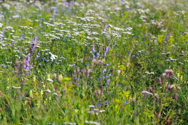çayır çim ve çiçekler