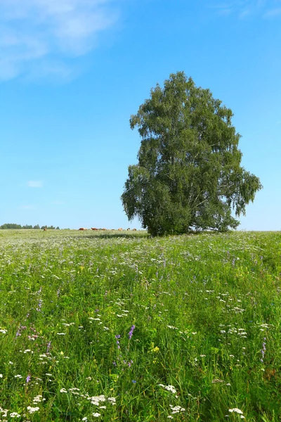 Дерева на лузі — стокове фото