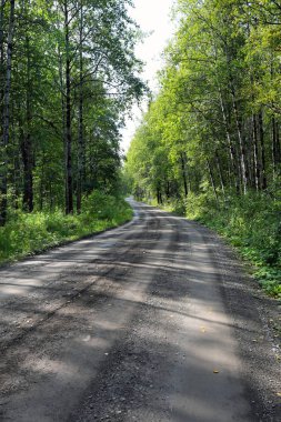 Ormandaki toprak yolda.