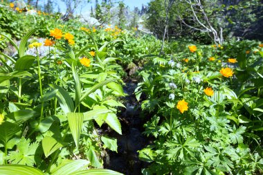 Derenin kıyısındaki yerküre çiçeği