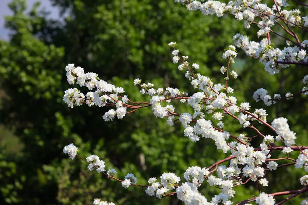 Flowering branches of apple trees — Stock Photo, Image