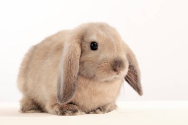 Bunny tavşan