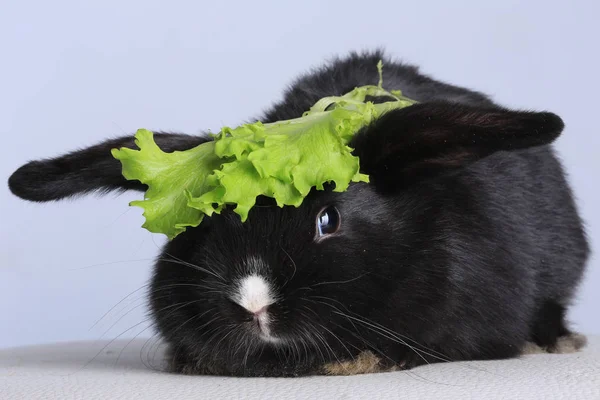 Kanin och sallad — Stockfoto