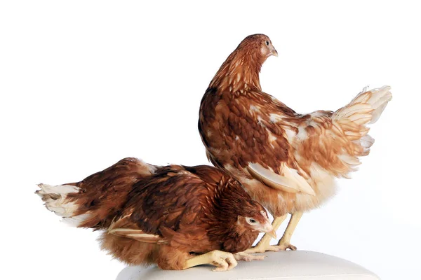 Pair of chickens — Stock Photo, Image