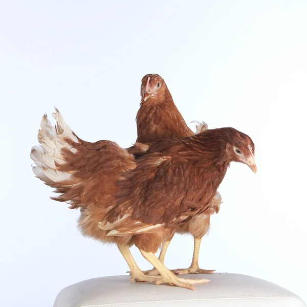 Pair of chickens — Stock Photo, Image