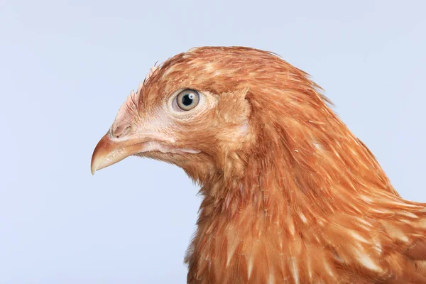 Par kycklingar — Stockfoto