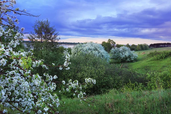 A folyóparton virágzó almafa — Stock Fotó