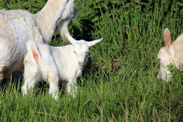 Chèvre avec des enfants dans une prairie — Photo