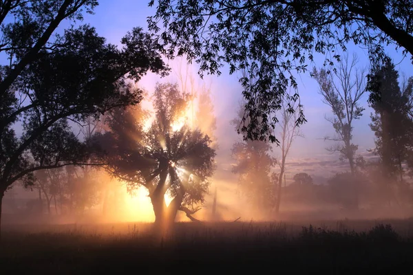 Delightful dawn in oak Royalty Free Stock Images