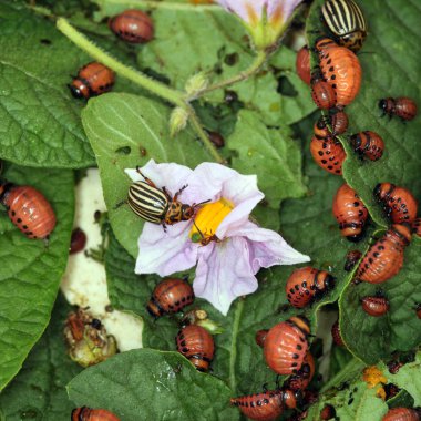 Colorado böcekleri ve larvaları