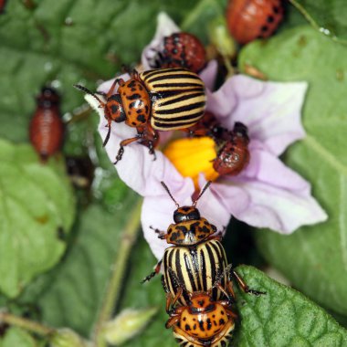 Kolorado böcekleri ve larvaları.