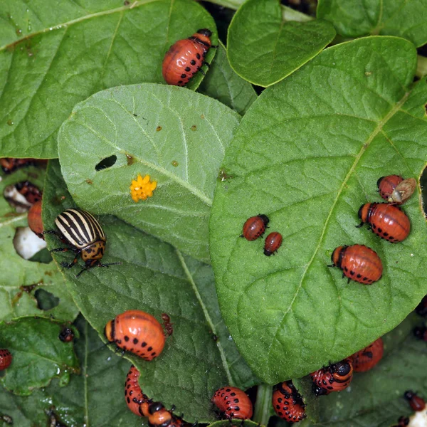 Colorado beetles and larvae — Stock Photo, Image