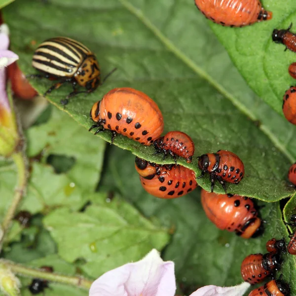 Колорадські жуки і личинки. — стокове фото