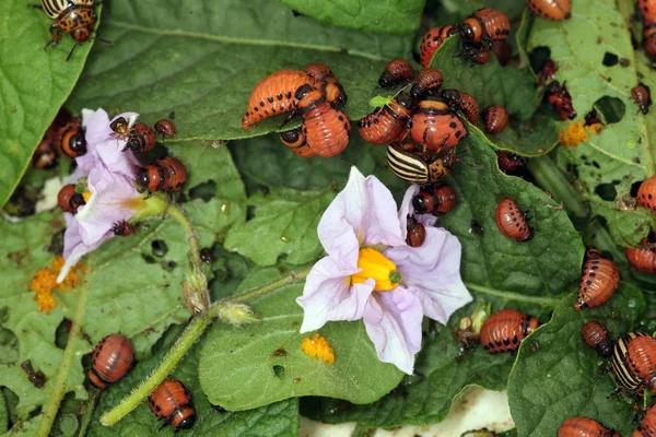Colorado beetles and larvae — Stock Photo, Image