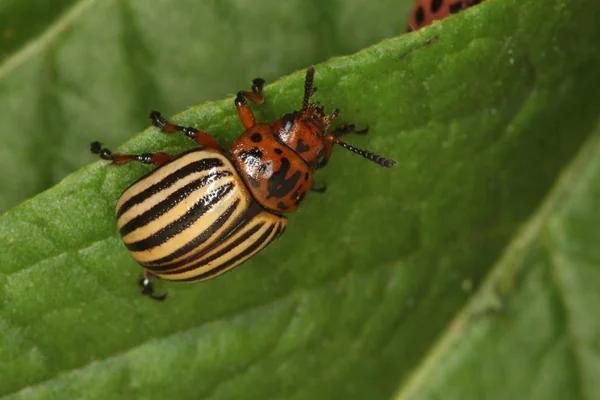 One colorado beetle — Stock Photo, Image
