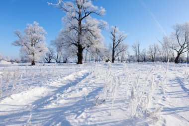 hoarfrost Oaks'da