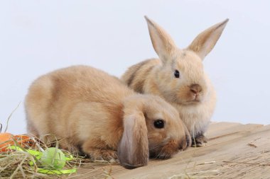 pair of rabbits