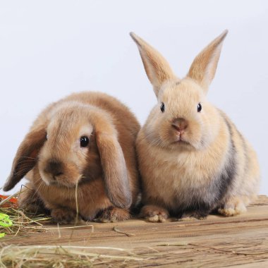pair of rabbits