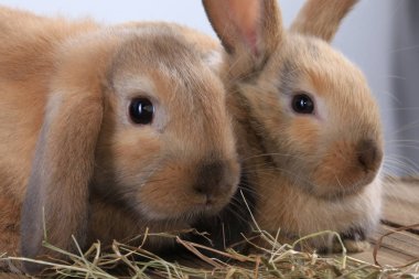 pair of rabbits