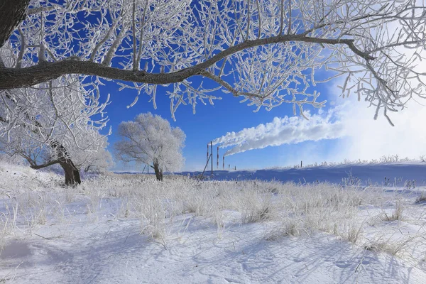 Trees in hoarfrost — Stock Photo, Image