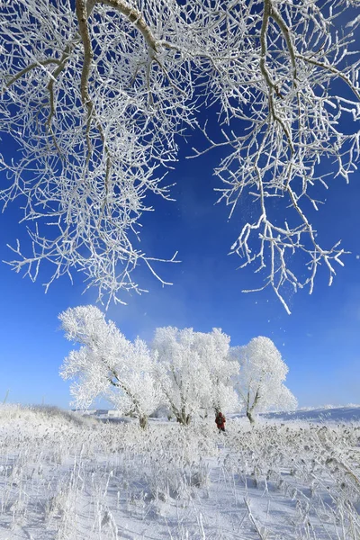 Árvores em hoarfrost — Fotografia de Stock