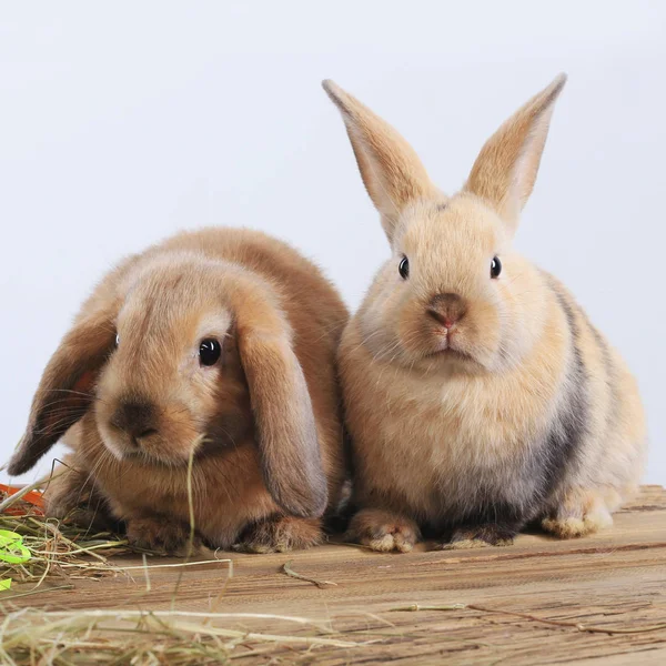 Pair of rabbits — Stock Photo, Image