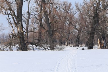 meşe ağaçları kış