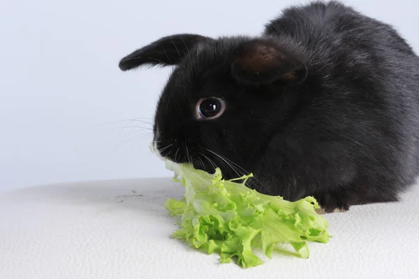 Kanin och sallad — Stockfoto