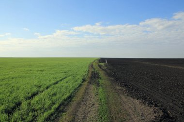 Bir tarlada toprak yol