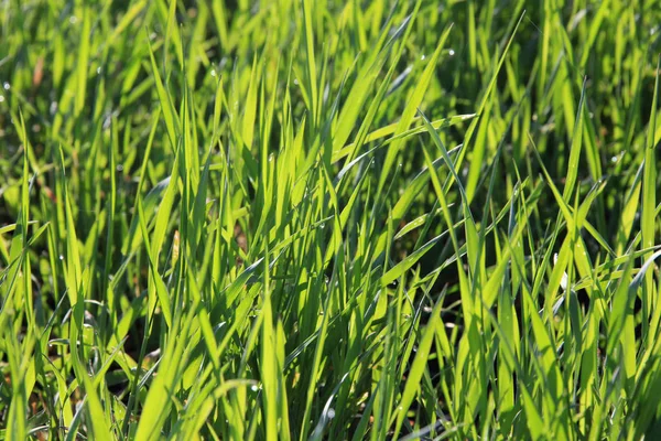 Young green shoots in the field — Stock Photo, Image