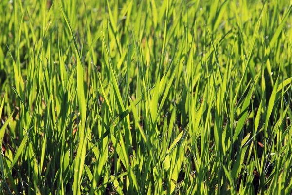 Brotos verdes jovens no campo — Fotografia de Stock