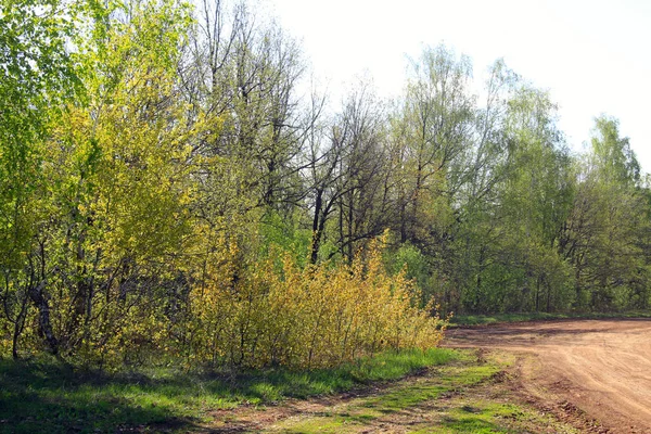 Fält nära skogen på våren — Stockfoto