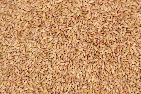 Вибране зерно — стокове фото