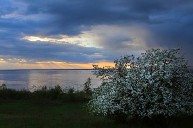 nehir kıyısında çiçek açması elma ağacı