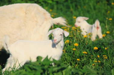 Keçi bir çayır üzerinde çocuklarla