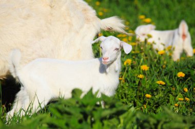 Keçi bir çayır üzerinde çocuklarla