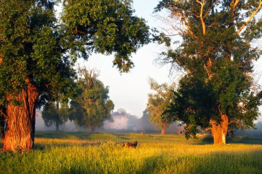 Meşe keyifli şafak