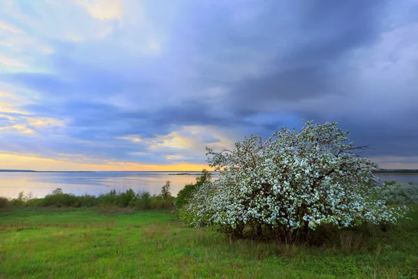 A folyóparton virágzó almafa — Stock Fotó