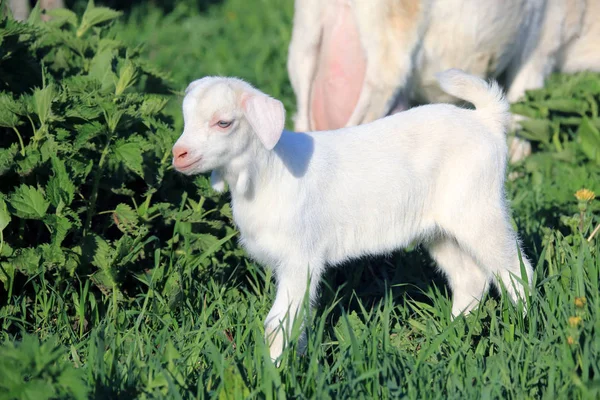 Chèvre avec des enfants dans une prairie — Photo