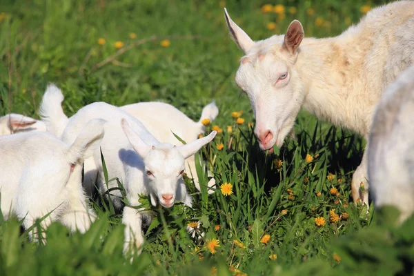 Chèvre avec des enfants dans une prairie — Photo