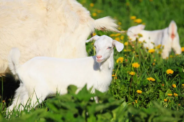 Ziege mit Kindern auf einer Wiese — Stockfoto