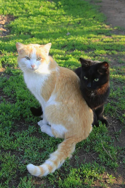 Zwei Katzen im Garten — Stockfoto