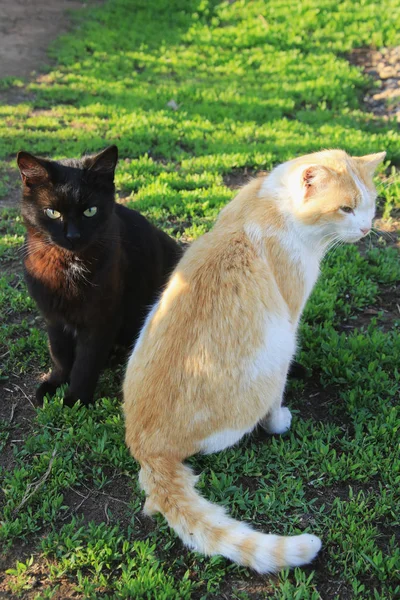 Due gatti in giardino — Foto Stock