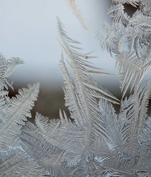 ガラスの上の霜のマクロで美しい複雑なパターン — ストック写真