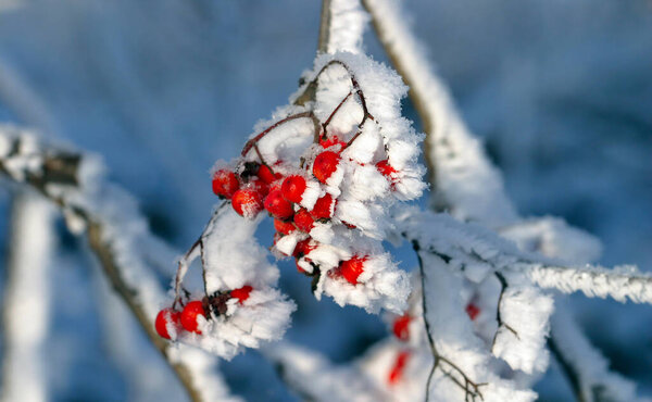 close-up of red berries of viburnum and rowan in the winter frost frosty morning