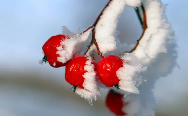 Primo Piano Bacche Rosse Viburno Sorbo Nella Mattina Gelida Gelo — Foto Stock