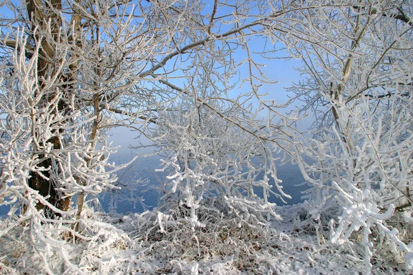 Χειμερινό Τοπίο Παγωμένο Ομιχλώδες Πρωινό Στο Ποτάμι Και Δέντρα Στον — Φωτογραφία Αρχείου