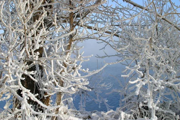 Зимовий Пейзаж Морозний Туманний Ранок Річці Дерева Калюжі — стокове фото