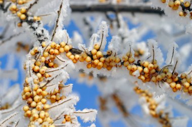 Deniz dikeninin yakın plan dalları, güneşli kış günlerinde mavi gökyüzünün arka planında donla kaplıdır.