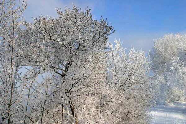 Primo Piano Gelo Sui Rami Degli Alberi Erba Cespugli Gelido — Foto Stock